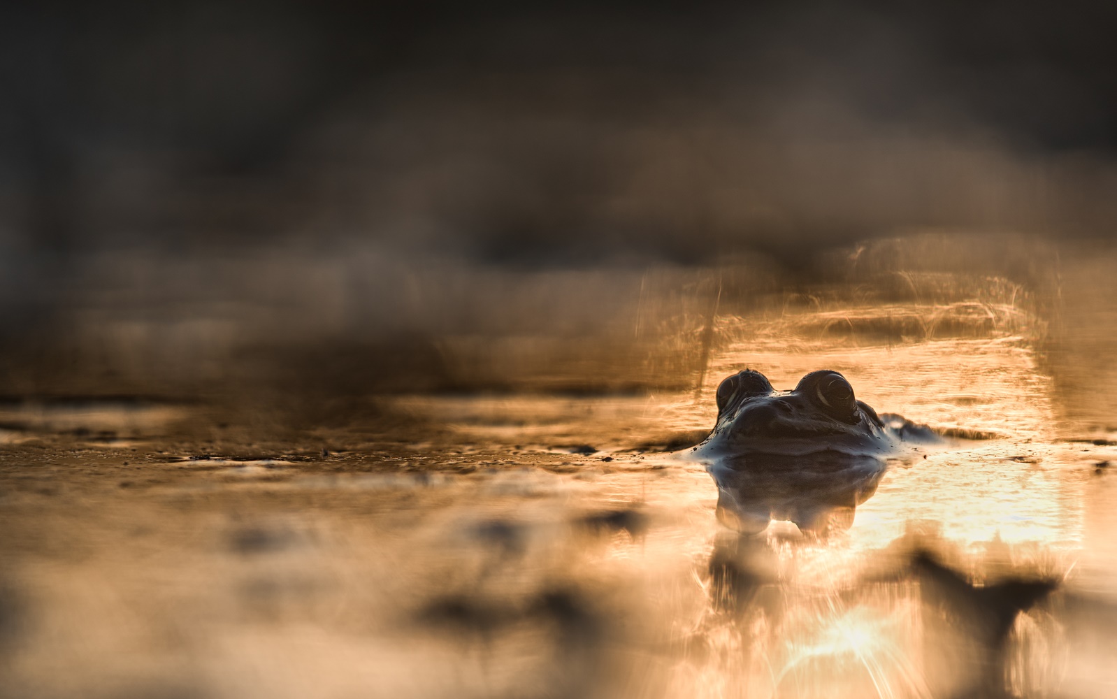 ___teichfrosch______