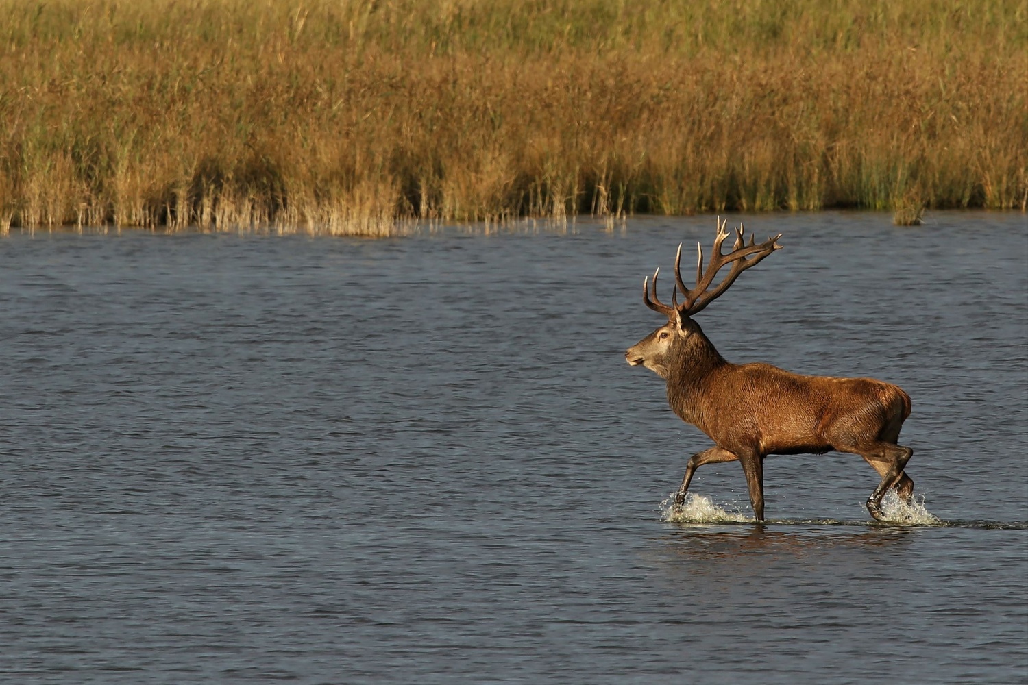 Einmal Wasser am Tag. ..