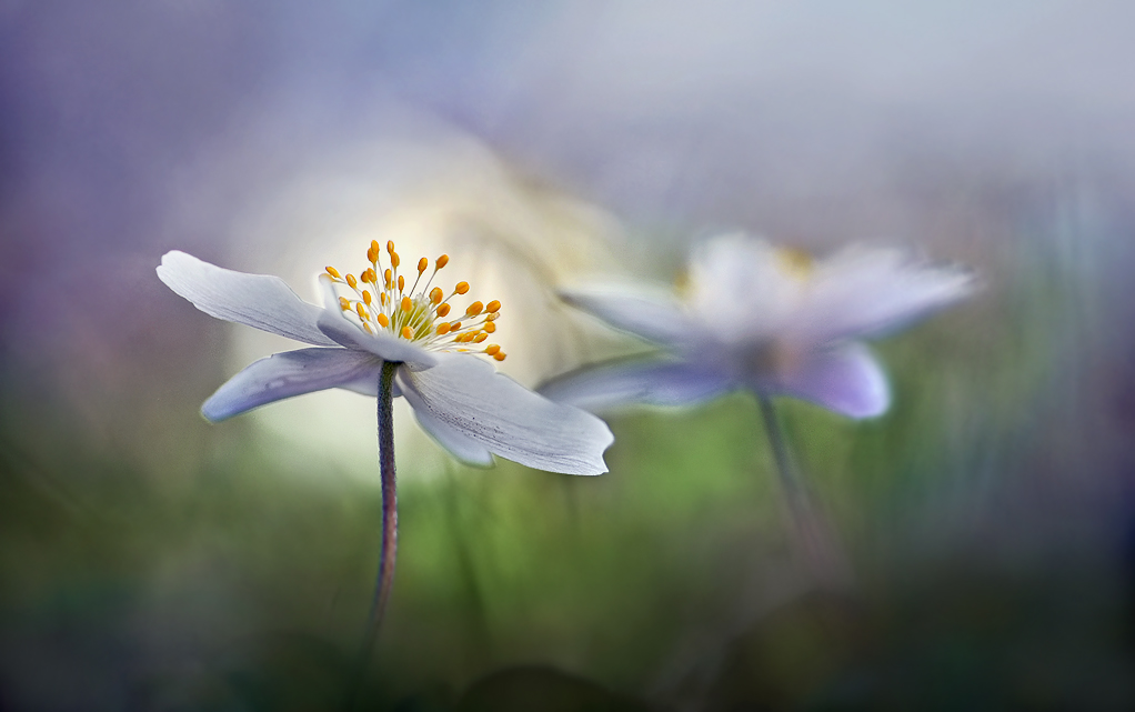 Die blaue Stunde ...,