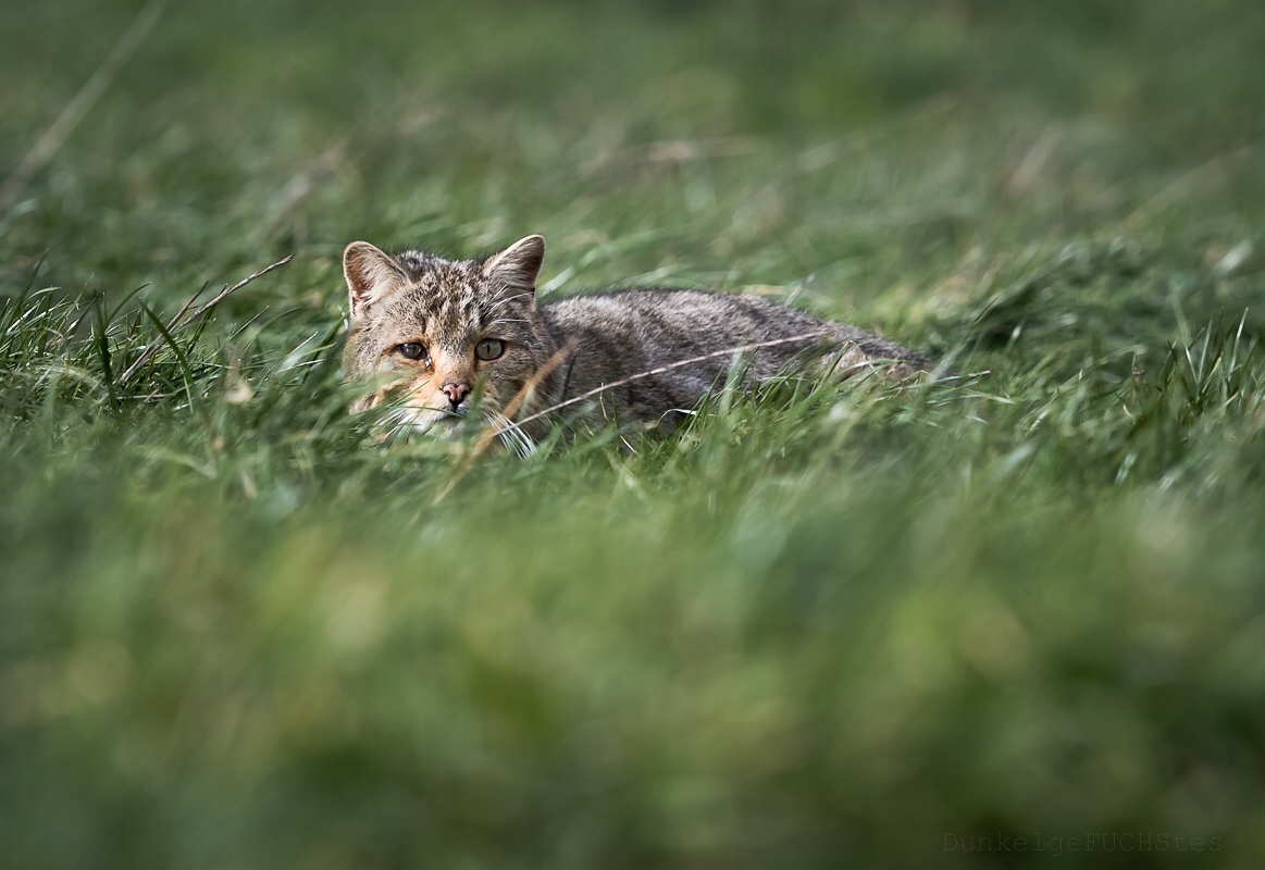 Wildkatze ..die 2. Begegnung