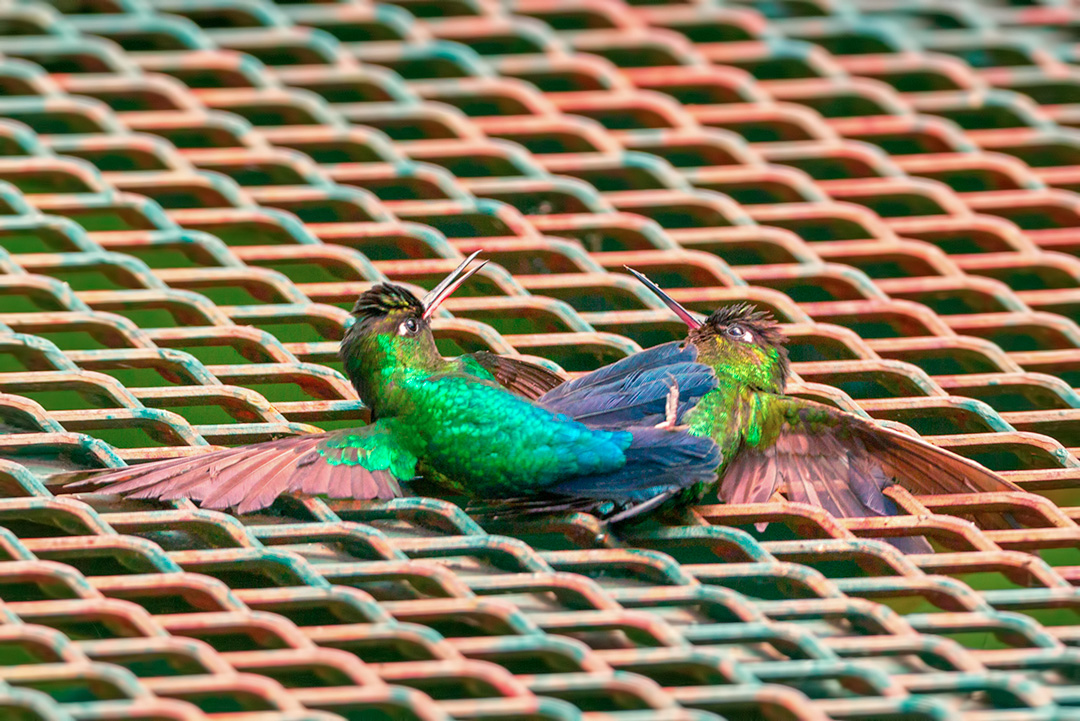 Die Paarung mal anderes