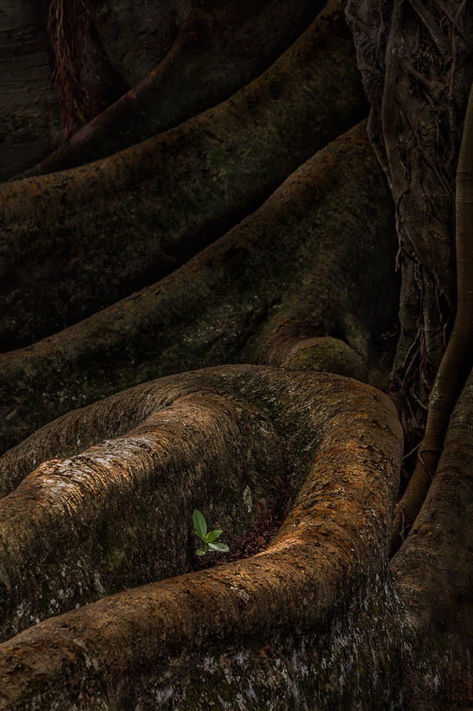 Schlafende Baummenschen