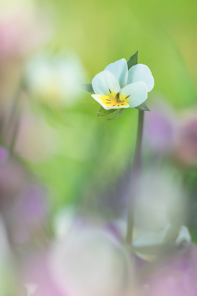 Acker- Siefmüterchen