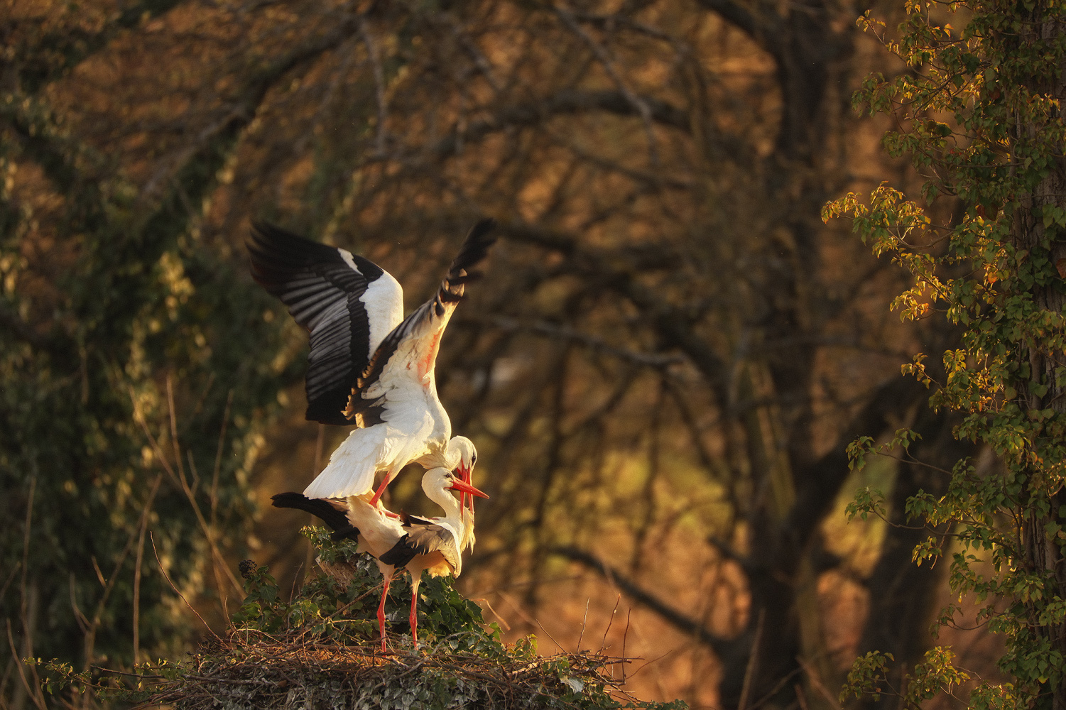 Storcheln im Sonnenuntergang