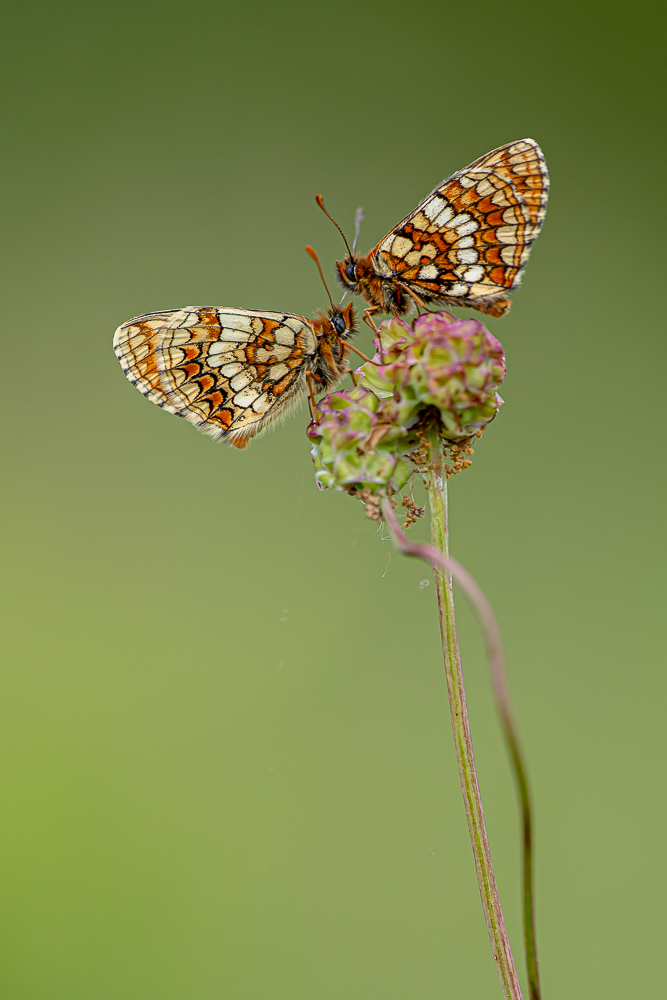 Abendliches Stelldichein
