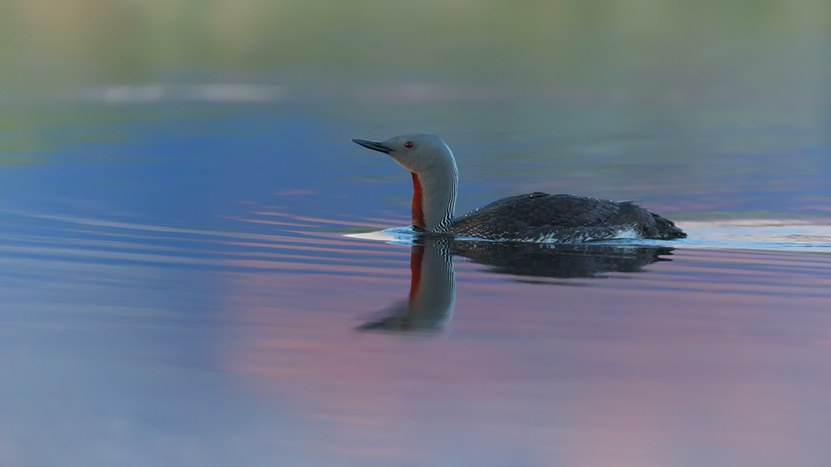 Sterntaucher im Spiegel ...