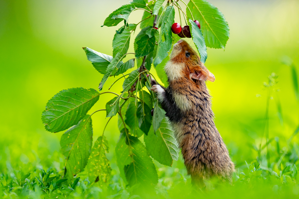 ... die süßesten Kirschen hängen am höchsten ...