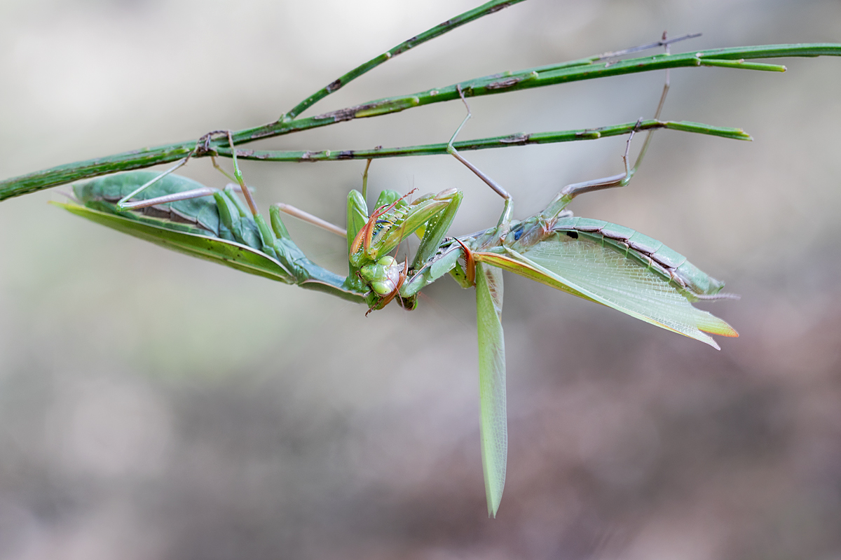 Ergänzung zu " Kopf ab "