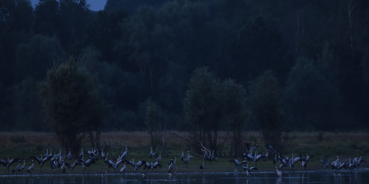 Heute Morgen habe...