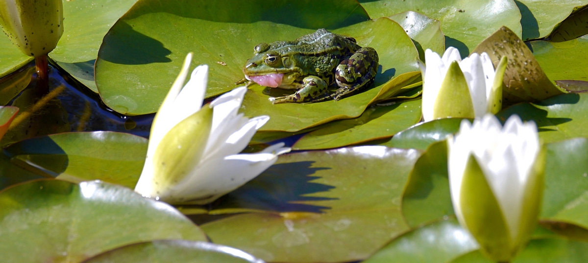 Als  hätte er sich in die Zunge gebissen....