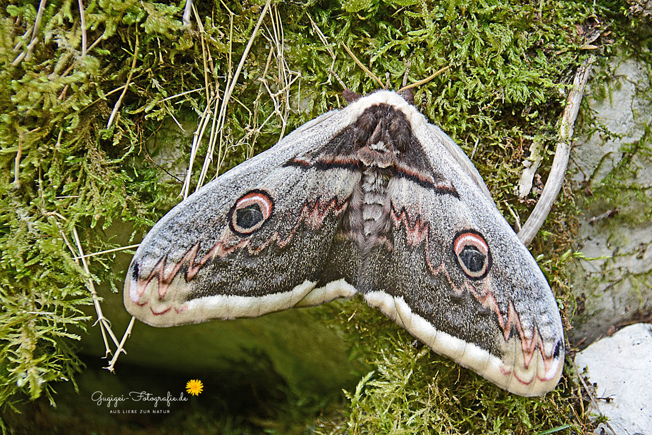 Wiener Nachtpfauenauge (Saturnia pyri)