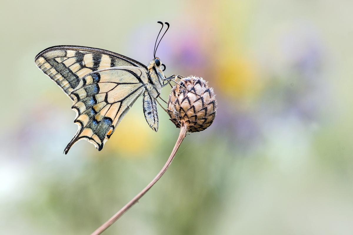 Überraschungsfund...