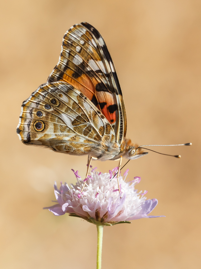 Nicht gerade einfach ...