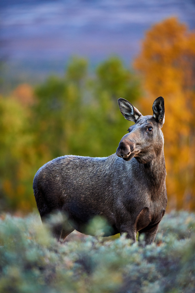 Zauberhafte Begegnung
