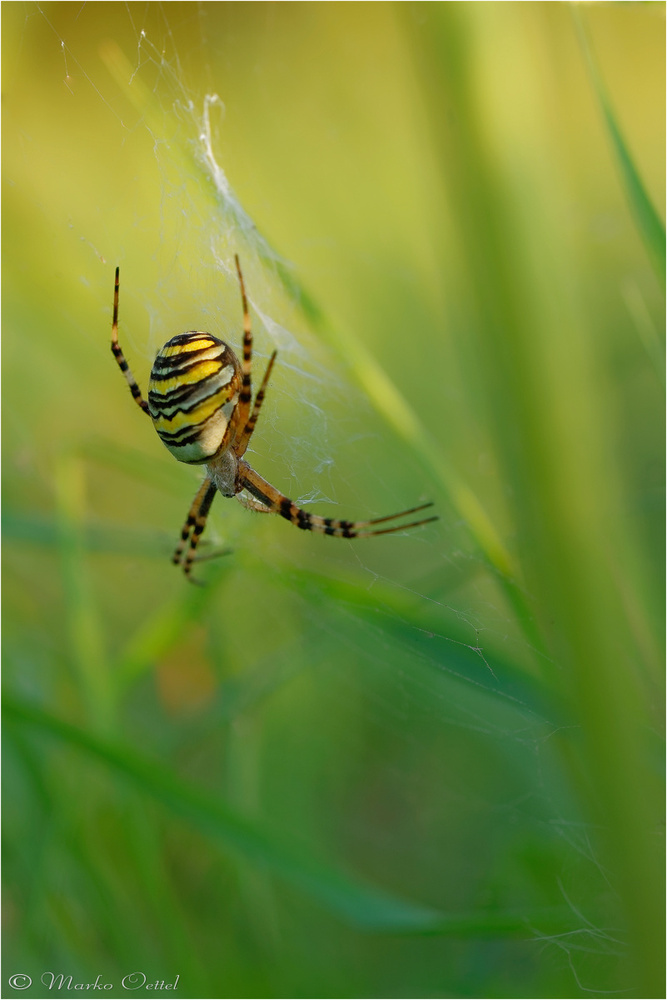 Wespenspinne (Argiope bruennichi)