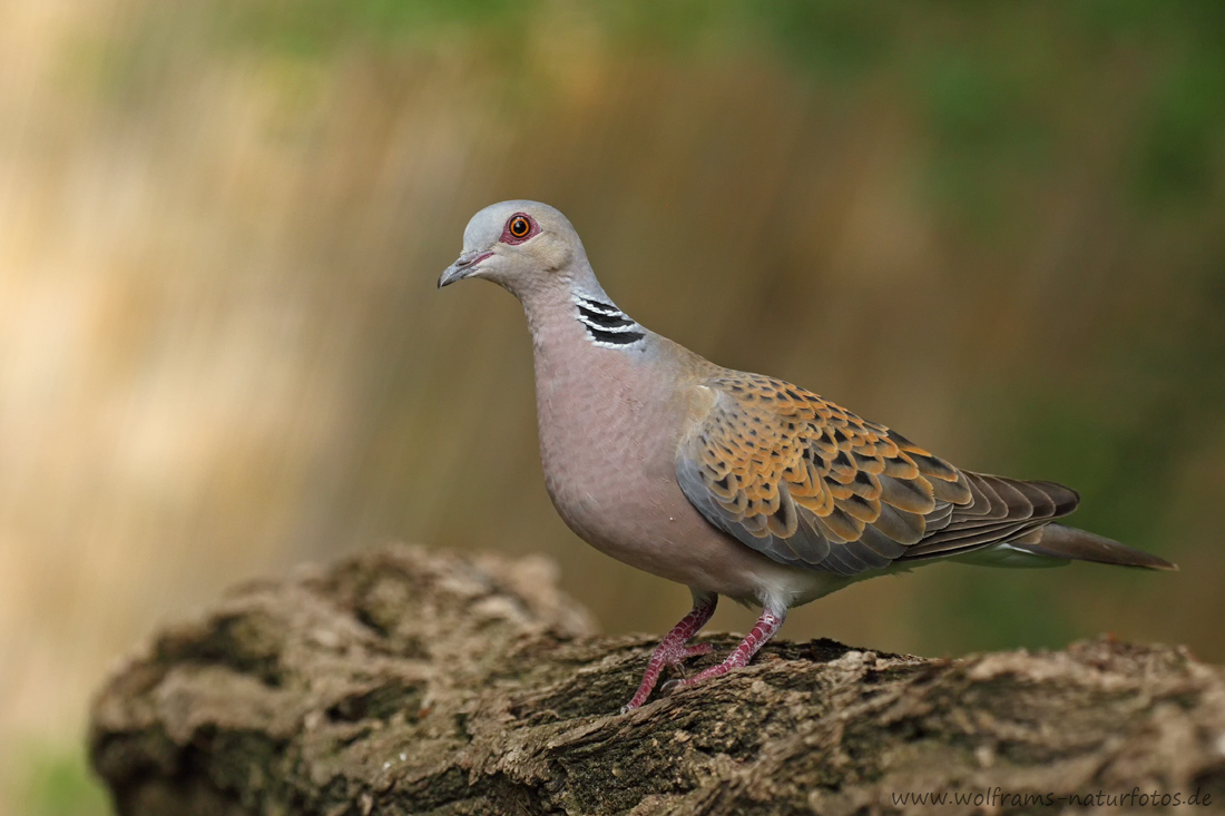 Vogel des Jahres 2020