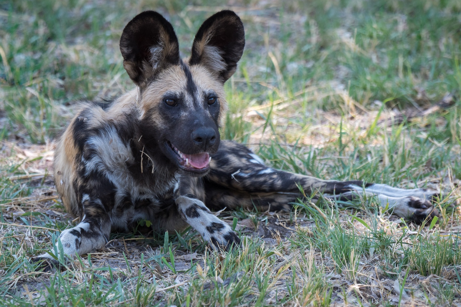 Afrikanischer Wildhund