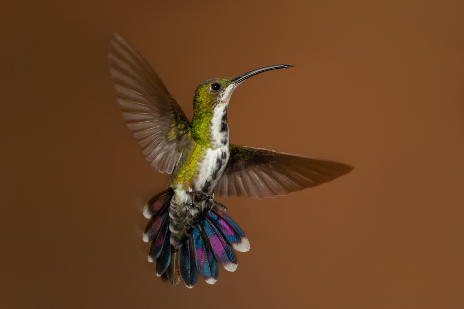 Balett Beim Sonnenuntergang