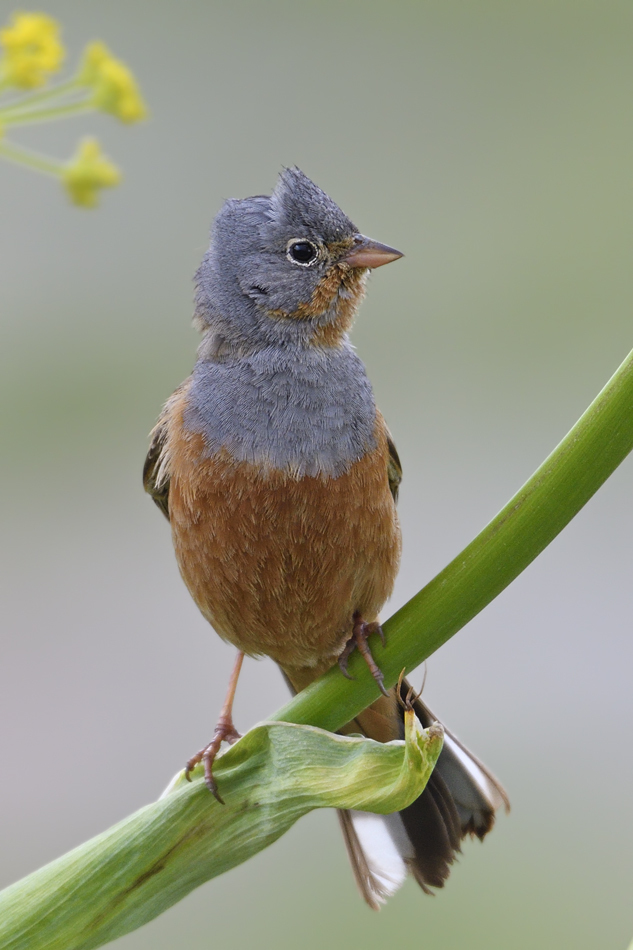 Kein scheuer Vogel...