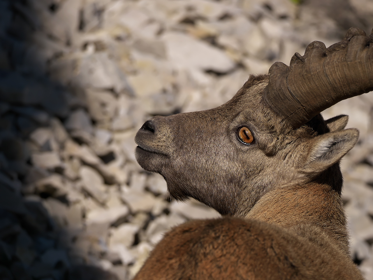 Über die Schulter geschaut