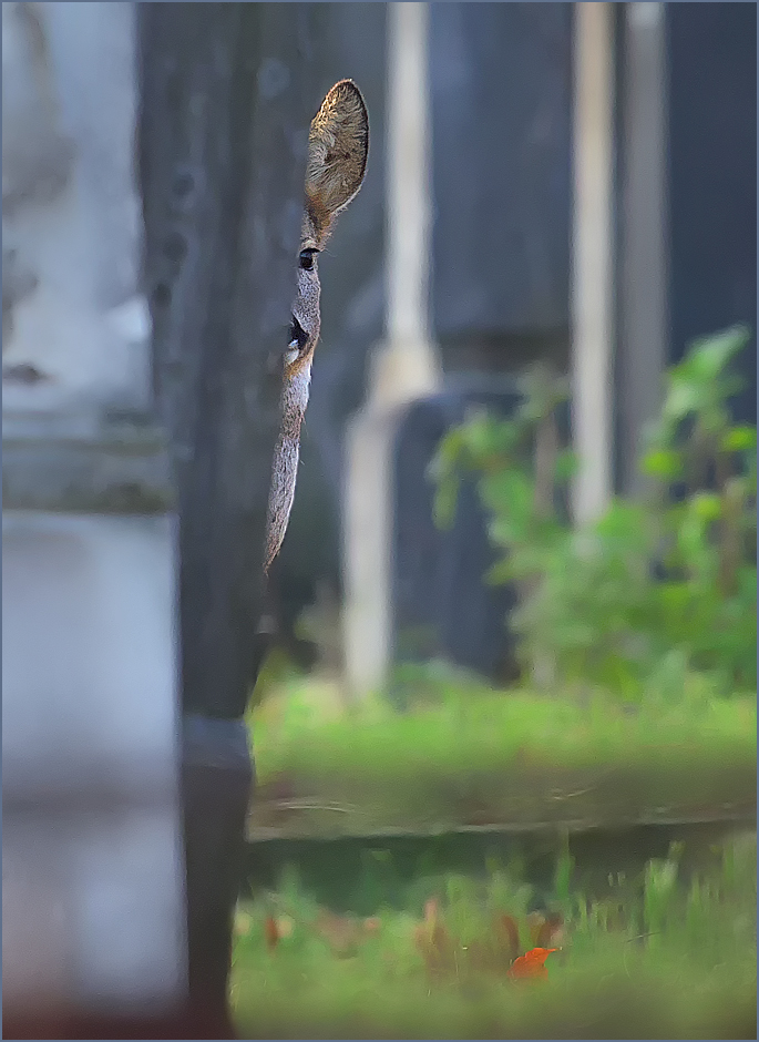 *Unter Beobachtung...*