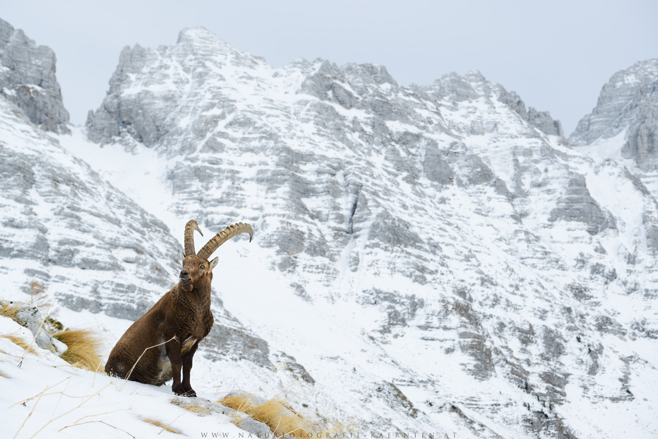 Ein König in seinem Reich