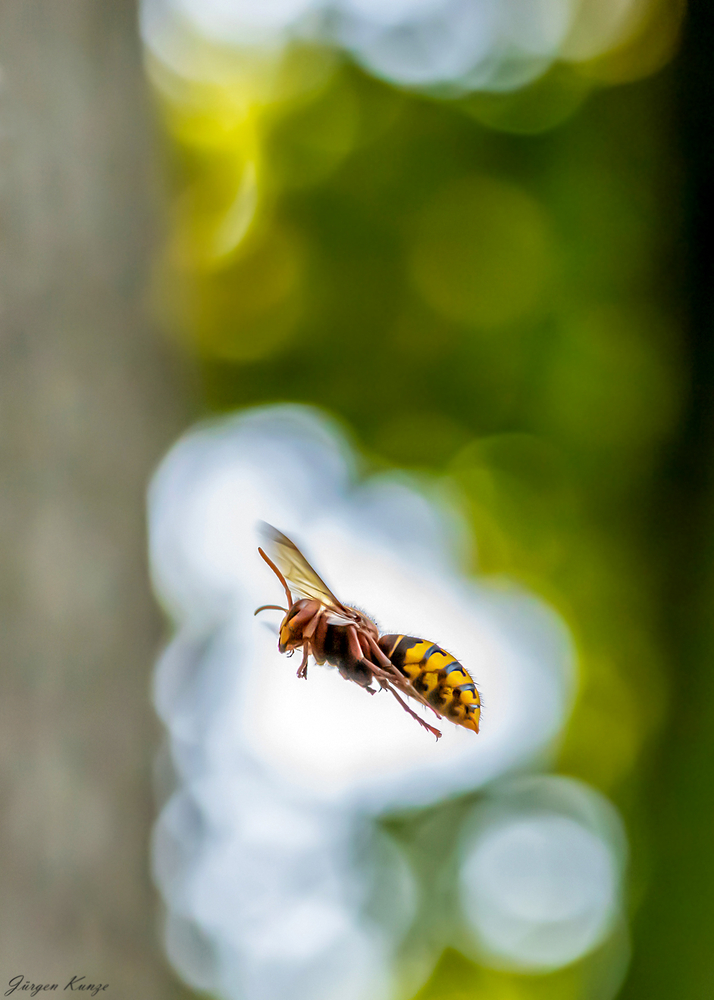 Hornisse im Mittagslicht