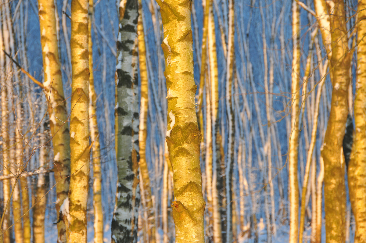 Weihnachtsstimmung im Birkenwald