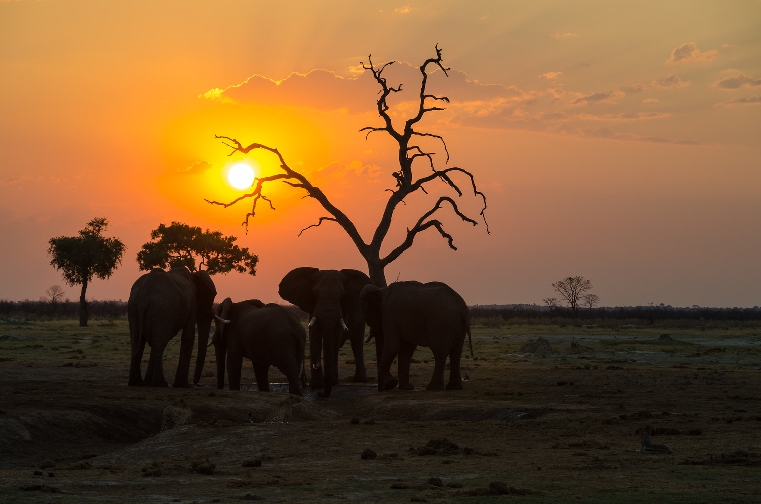 Savute Sonnenuntergang