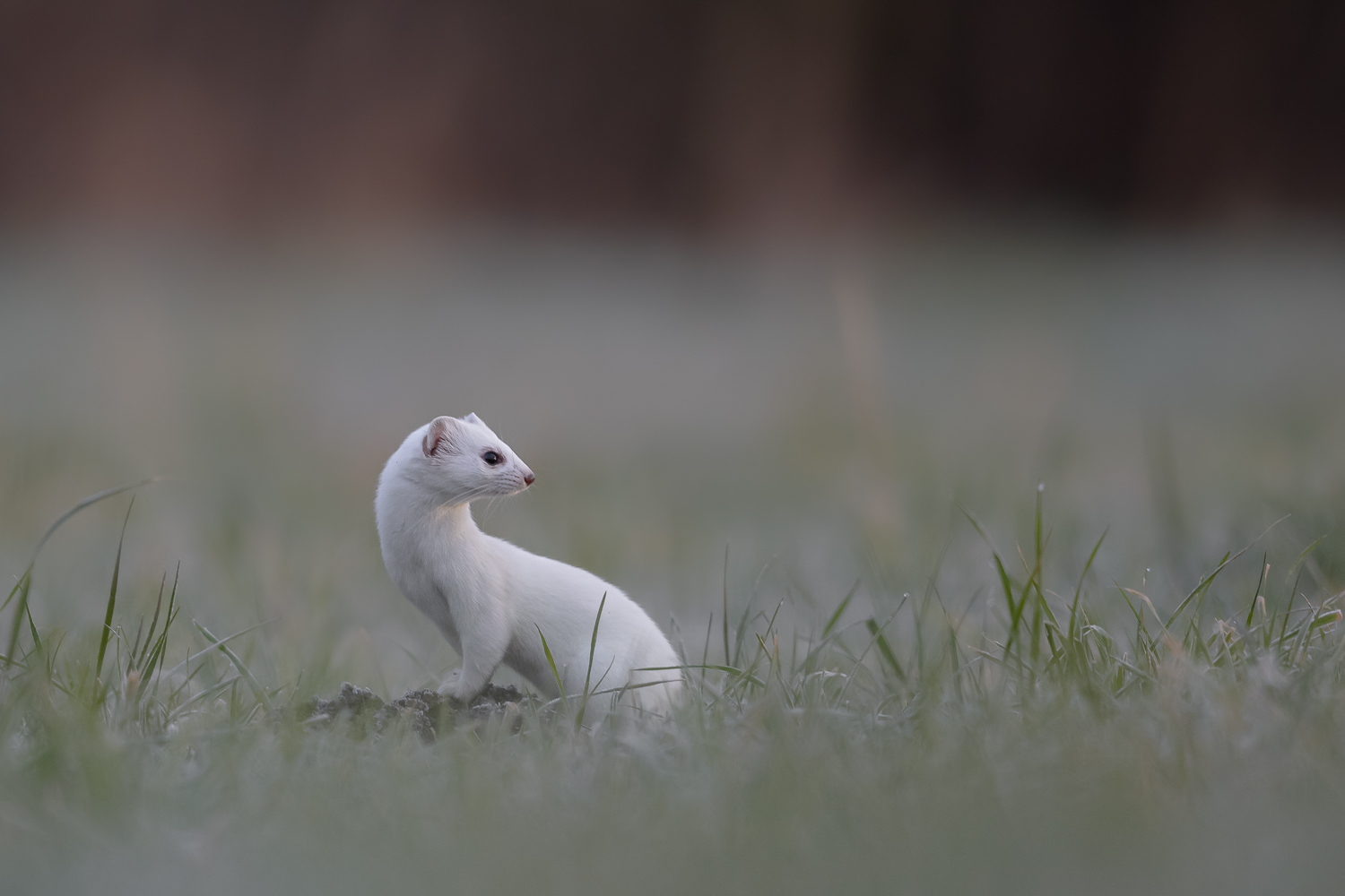 Neues Revier, neues Glück