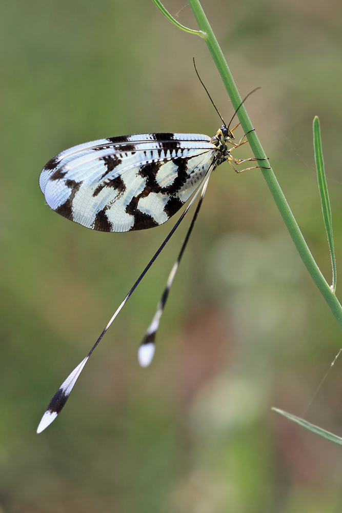 Ein Fadenhaft (Nemoptera Sinuata)