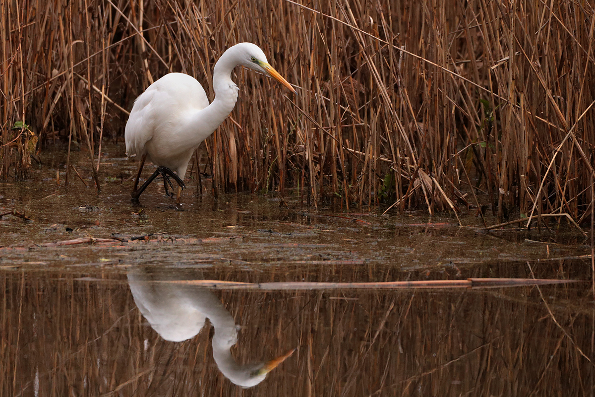 Den nächsten Fisch...