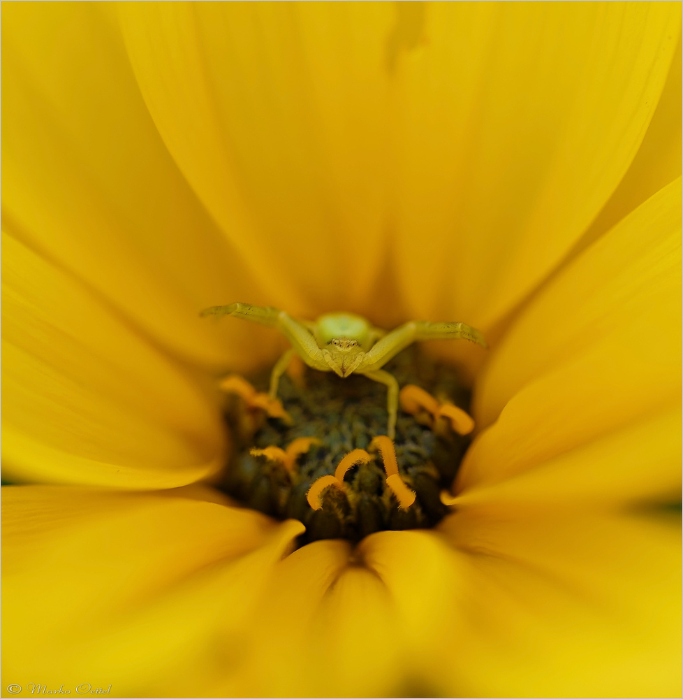 Veränderliche Krabbenspinne (Misumena vatia)