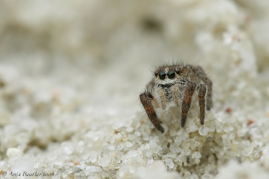 Kreuzspringspinne (pellenes tripunctatus)