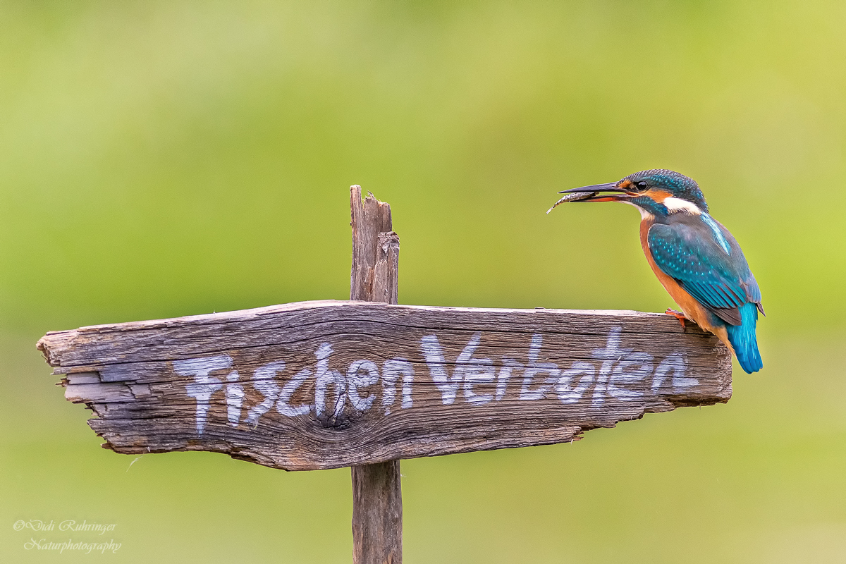 ~Der Schwarzfischer~