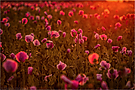 ~Mohnblumen~