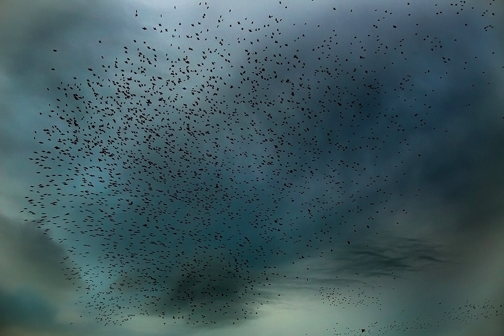Die Starenwolke