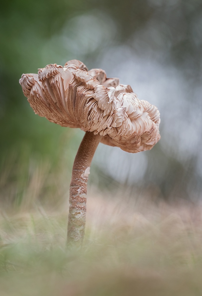 Krumpelstielzchen....