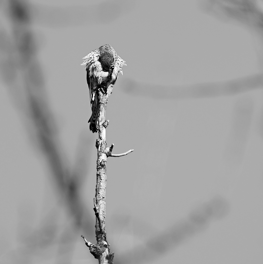 Das Elend dieser Welt.......