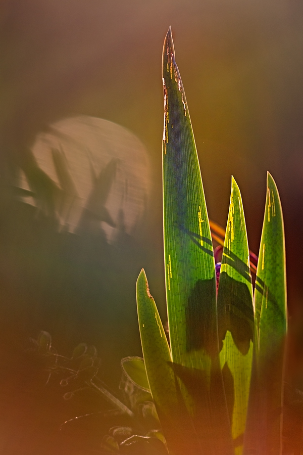 Unverkennbare Schönheit