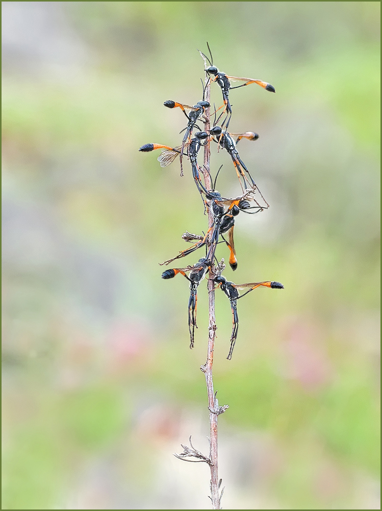 *eine ungewöhnliche Pflanze...*