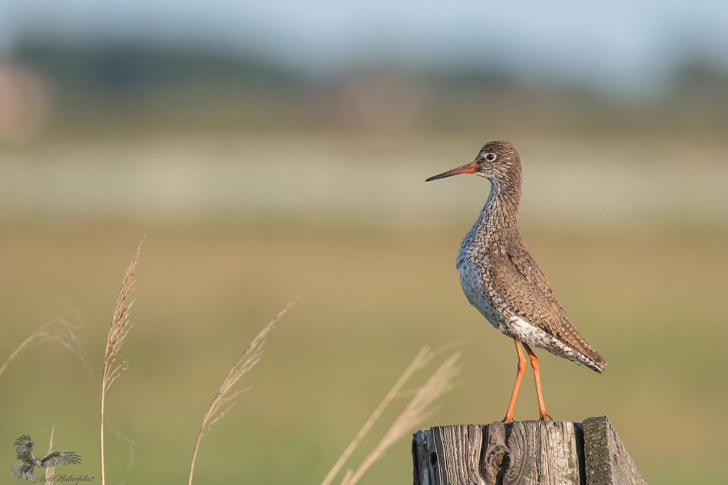 Stolzer Rotschenkel...