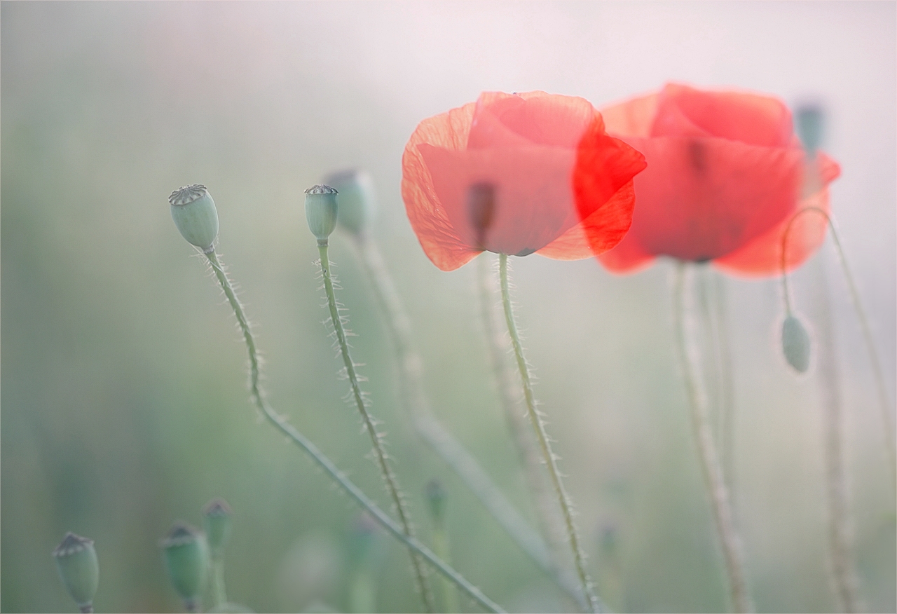 Mohn am frühen Morgen