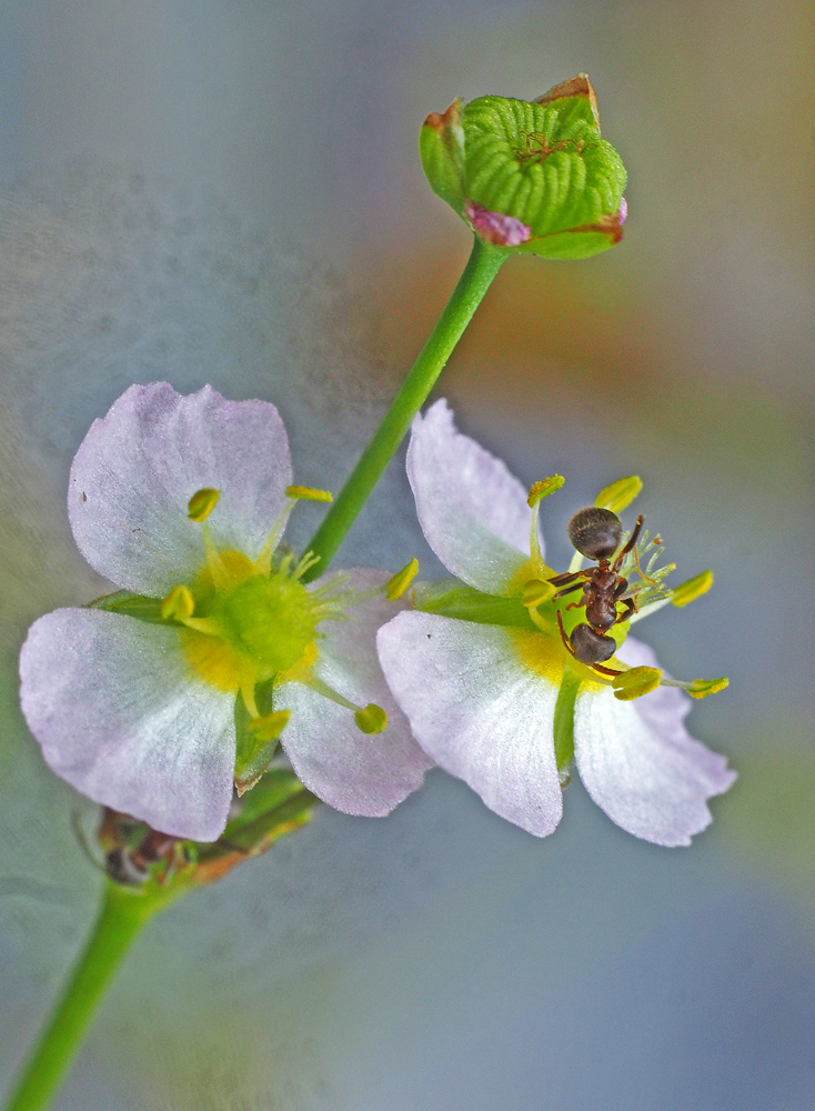 Die Einzelblüten des Froschlöffels ....