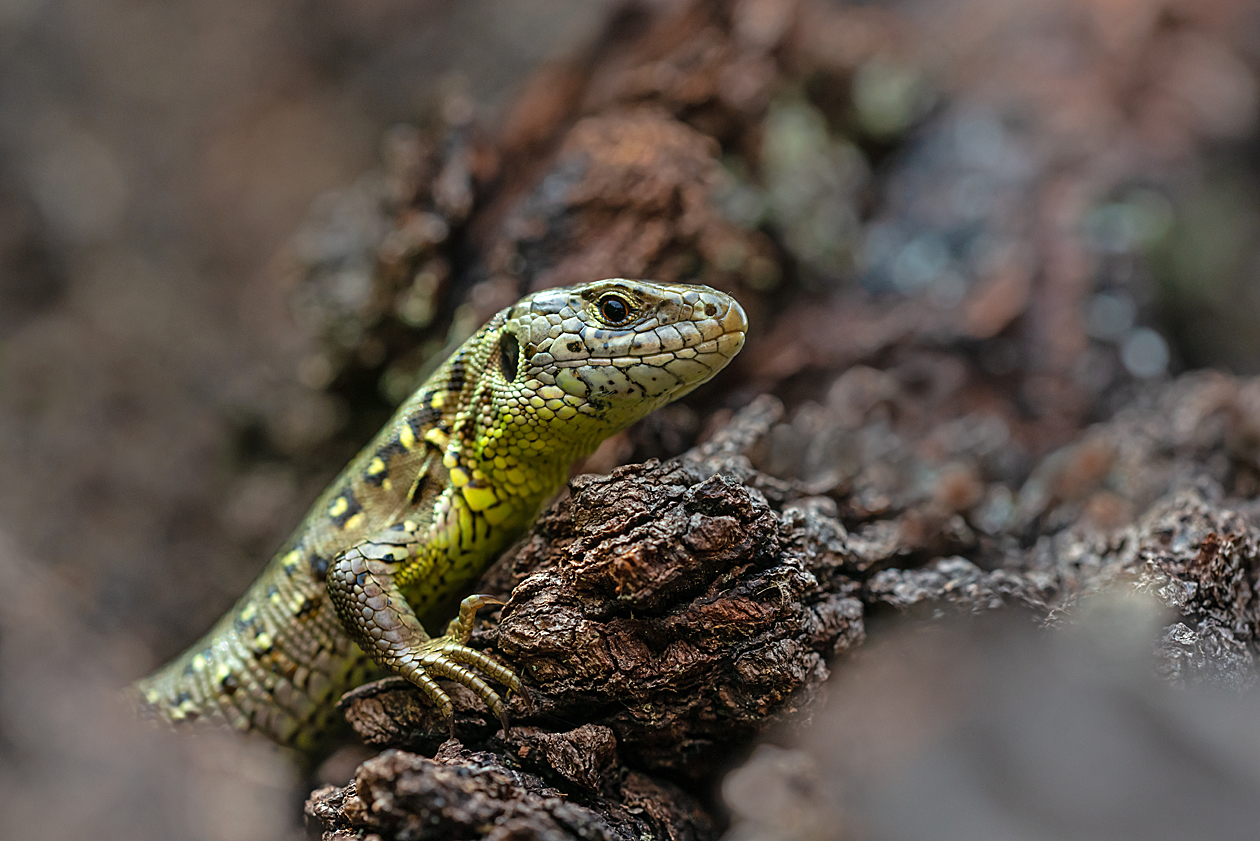 Totholz bringt Leben