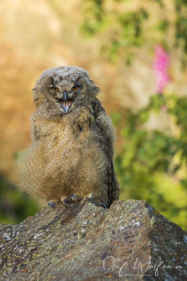 Junger Uhu  (Bubo bubo)