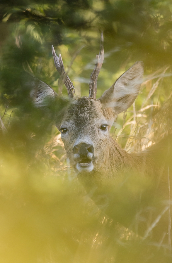"...Blattzeit beginnt..."