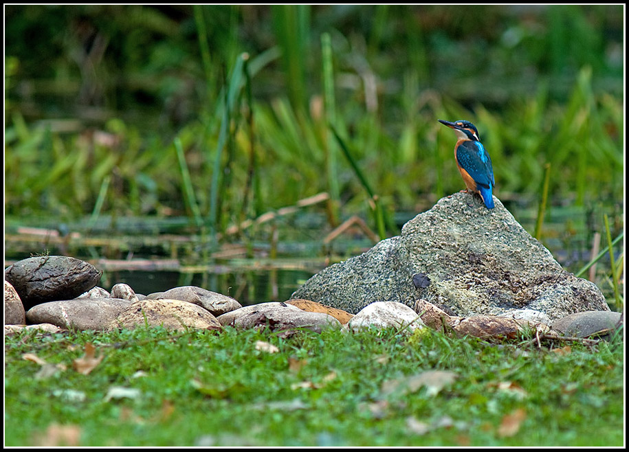 Unser erster Eisvogel
