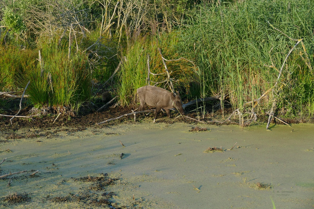 Ein Tele ist schon ganz hilfreich!
