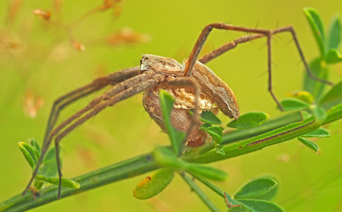 Listspinne im Ginsterstrauch...